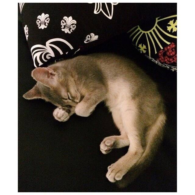 180404【instiz】gd权志龙服侍的猫iye