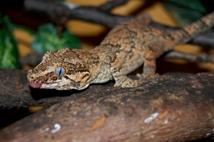 盖勾亚守宫(rhacodactylus auriculatus)属下包括:rhacodactylus