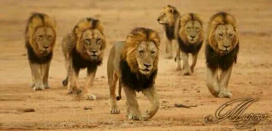 史无前列的6头坏男孩雄狮联盟,建立不可一世的狮子王朝而后又衰落的传奇故事