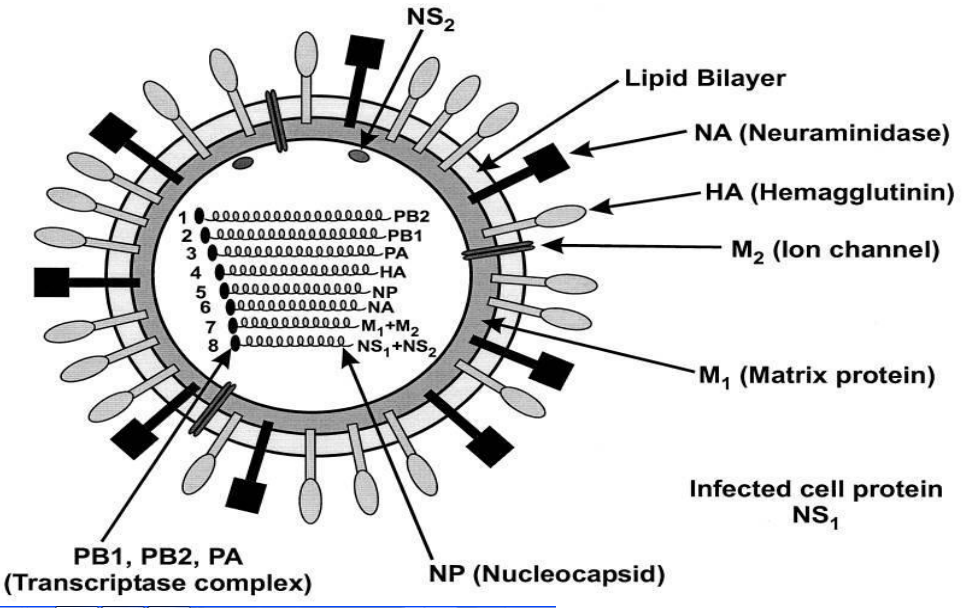 流感病毒结构示意图