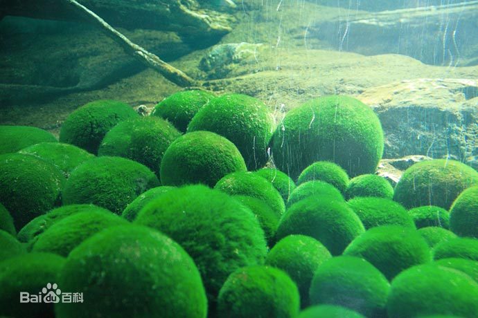 梦见绿色蔬菜，解析梦境中的自然与生命力