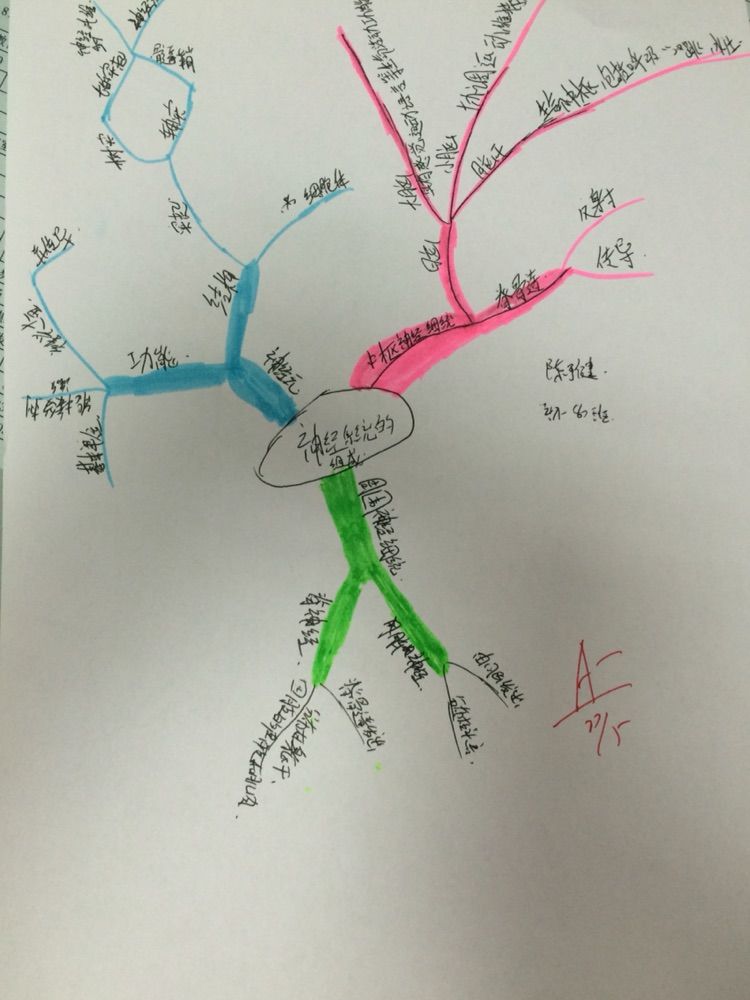 神经系统的组成思维导图 神经系统的组成和功能示意图 神经系统是人体