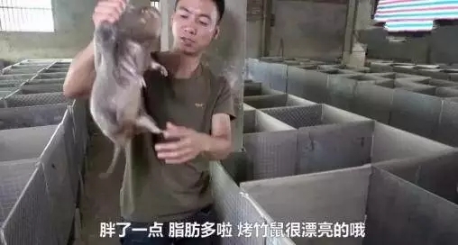 烤竹鼠,漂亮警告,烧猪尾……土味文化崛起的新故事