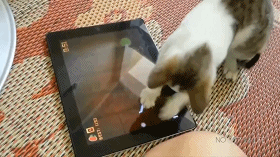 一顿操作猛如虎