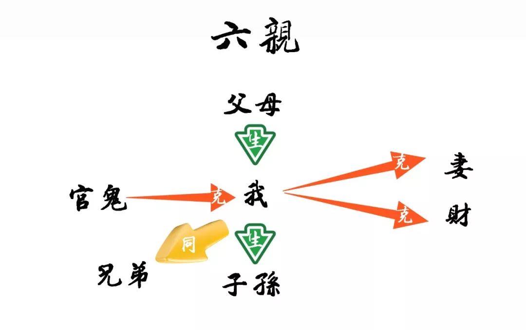 我们将 父母,子孙,官鬼,妻,财 还有兄弟称为 六亲,请看下面子曰画的