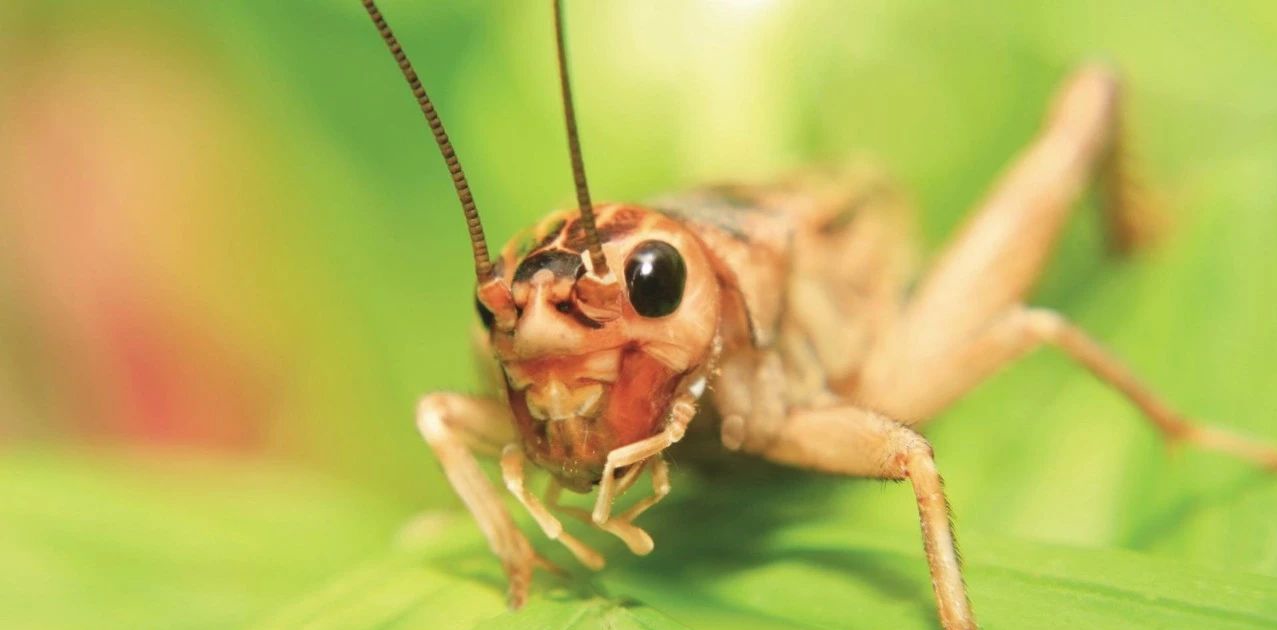 蟋蟀拥有很强的跳跃能力所以带盖子的高饲养箱是必须的.
