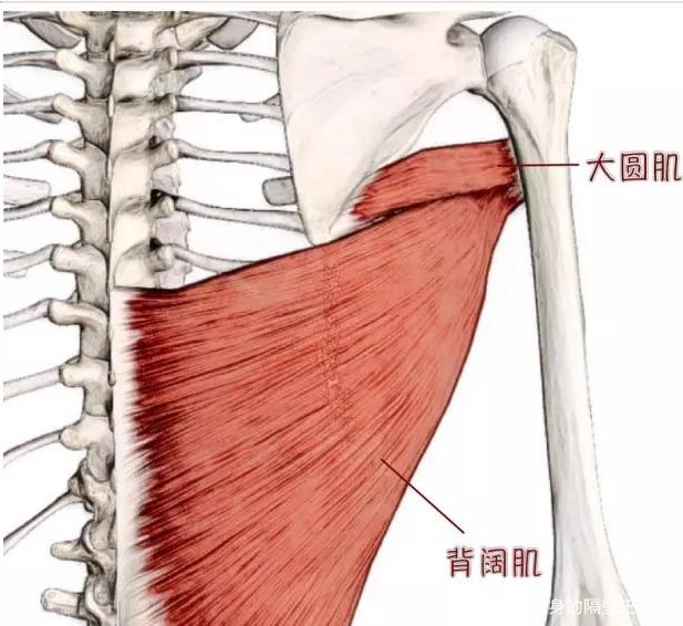 练成像螃蟹一样的背阔肌