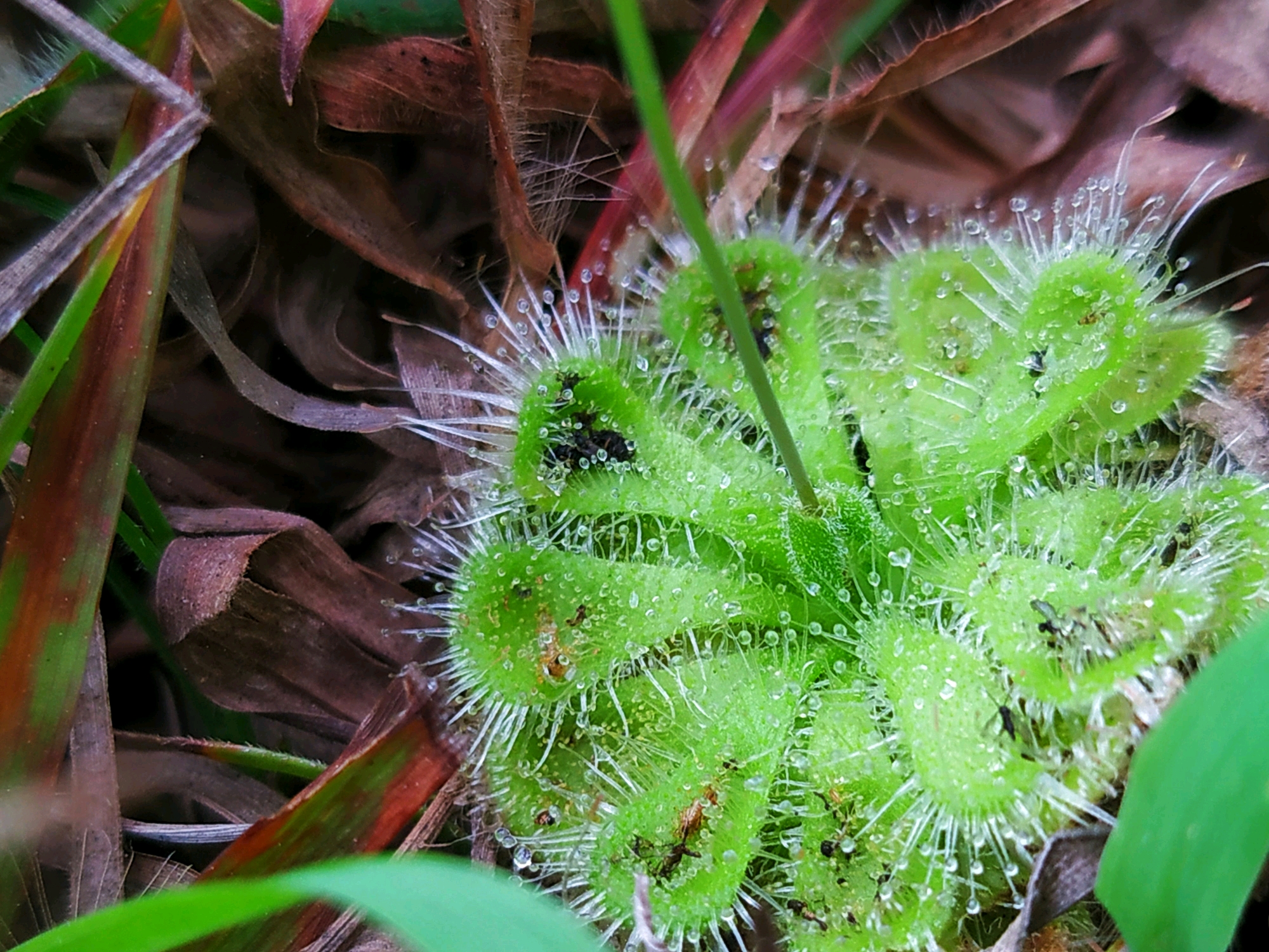 神奇的食肉类植物锦地罗