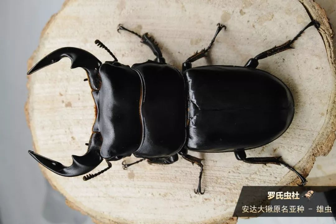 是扁锹原名亚种(萨马岛产)和苏门答腊巨扁锹这两个亚种产生了新纪录