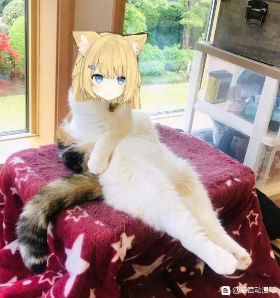 为什么总有人希望猫变成美少女?