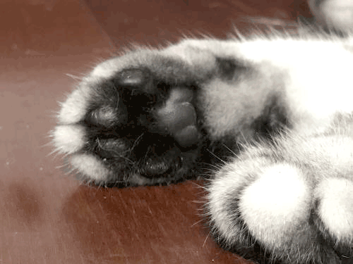 6b2f0c0399d35ca3d2c15a74ba5e6211e9edcd7f.gif