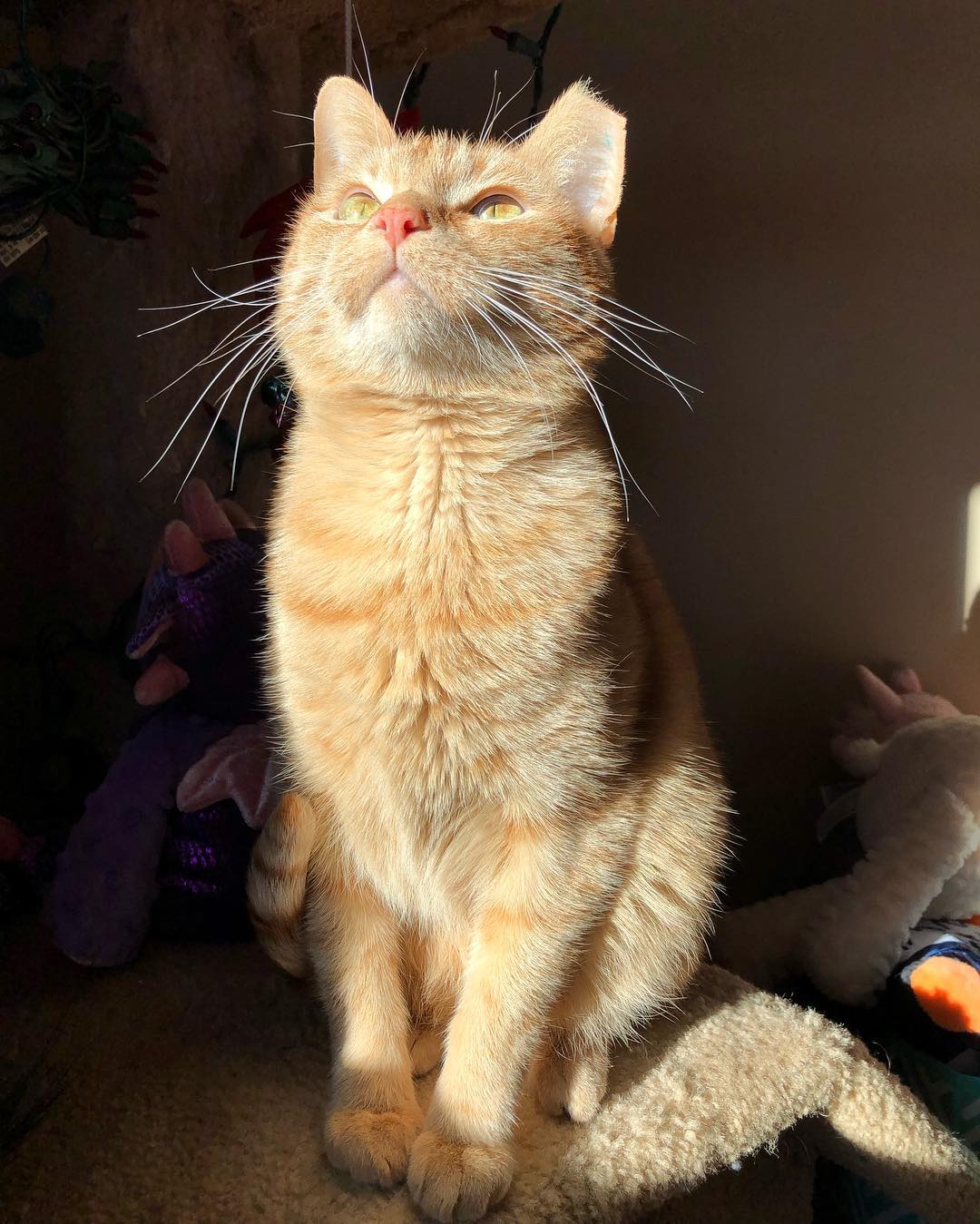 猫咪怎么喂养才会有营养 6b3267e63e3a89644b78abb2ad44aa46d0f84a67.jpg