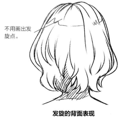 俯视时头顶的发旋点非常明显,发丝以这个点为中心,呈发射形分散开来.