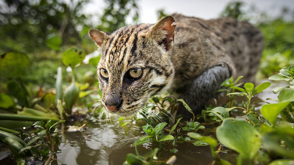 钓鱼猫(prionailurus viverrinus)适合在亚洲的湿地生活。在一件长外衣之下，他们