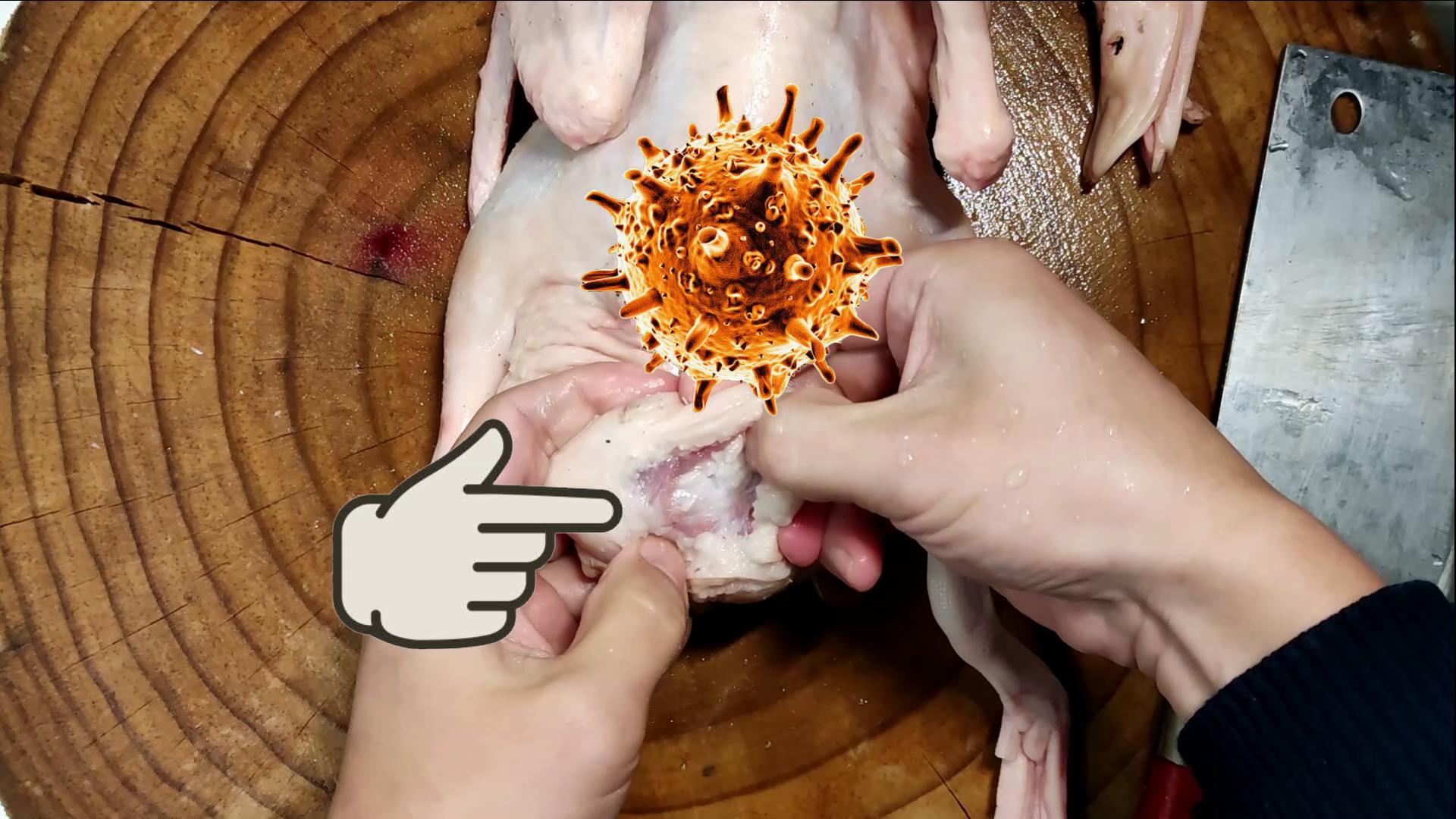 而腔上囊位于直肠上部,属于淋巴器官,这里可能包含未分解的病原体等