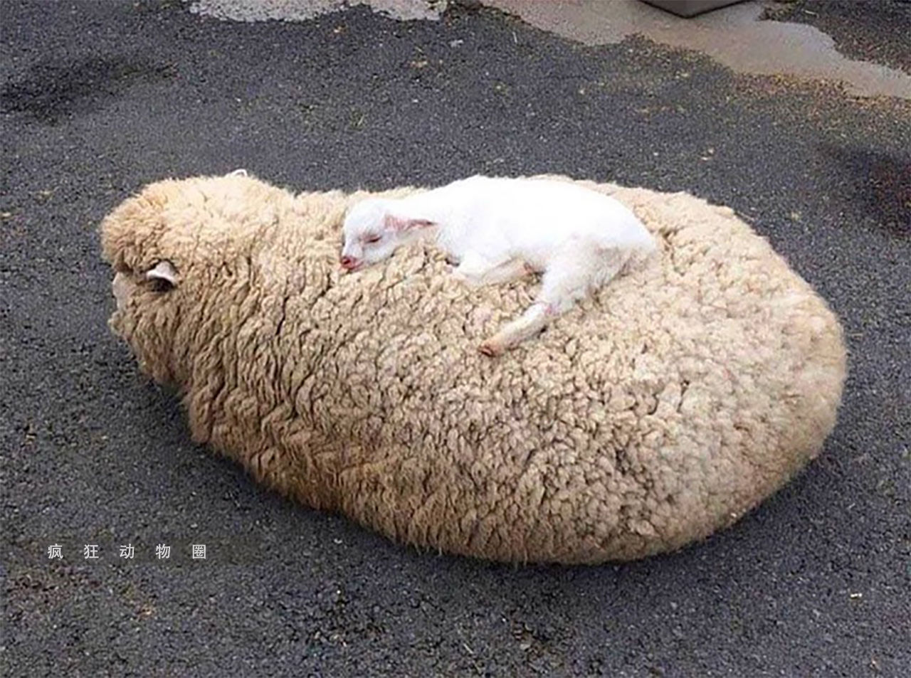 搞笑动物照片:哈士奇竟然和我家的猫,长得一模一样!