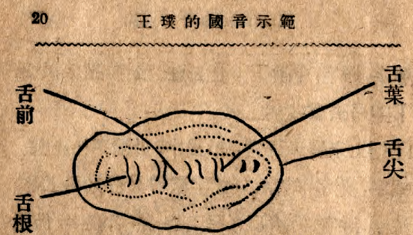 经我缩短或加长,和书中原文或有不同) 先让大家了解舌尖舌叶的位置