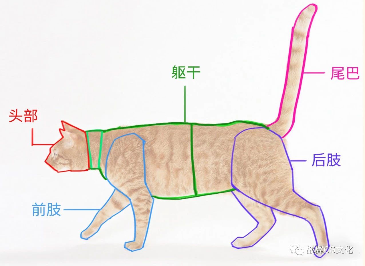 结构分析 身体的结构分解开,更加方便去画出猫的动态.