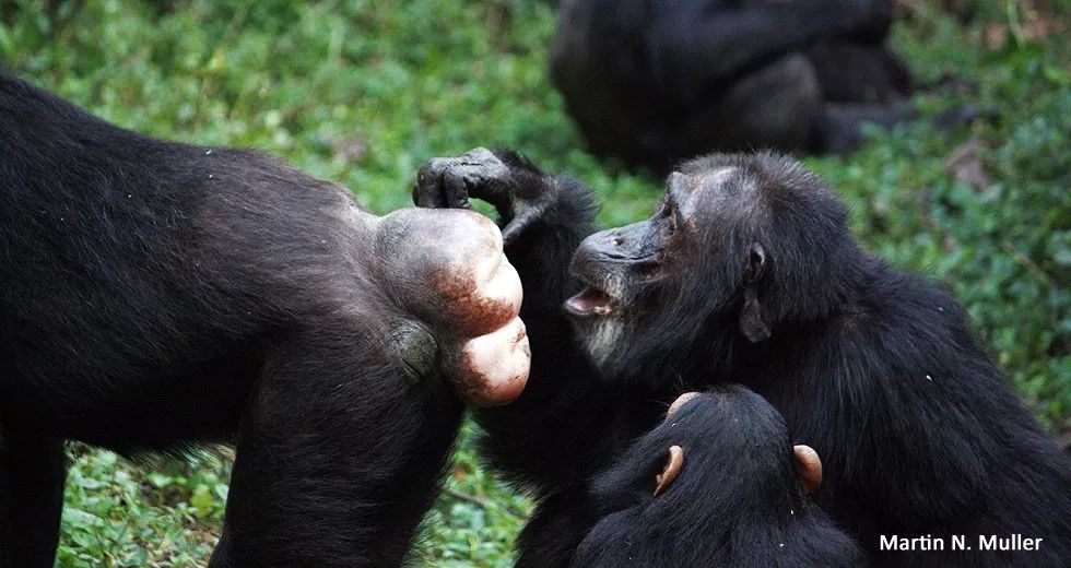 一只雄性黑猩猩正在"欣赏"雌性的充血部位