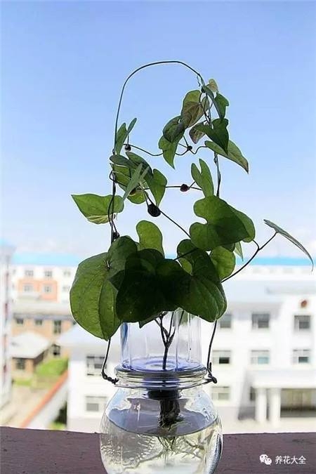 春天在阳台种的山药豆,现在丰收啦