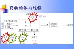 药物的体内过程