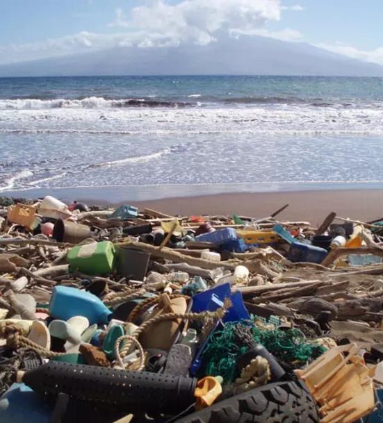 世界海洋日:海洋环境被大肆破坏,海洋生物的安全正在遭受威胁!