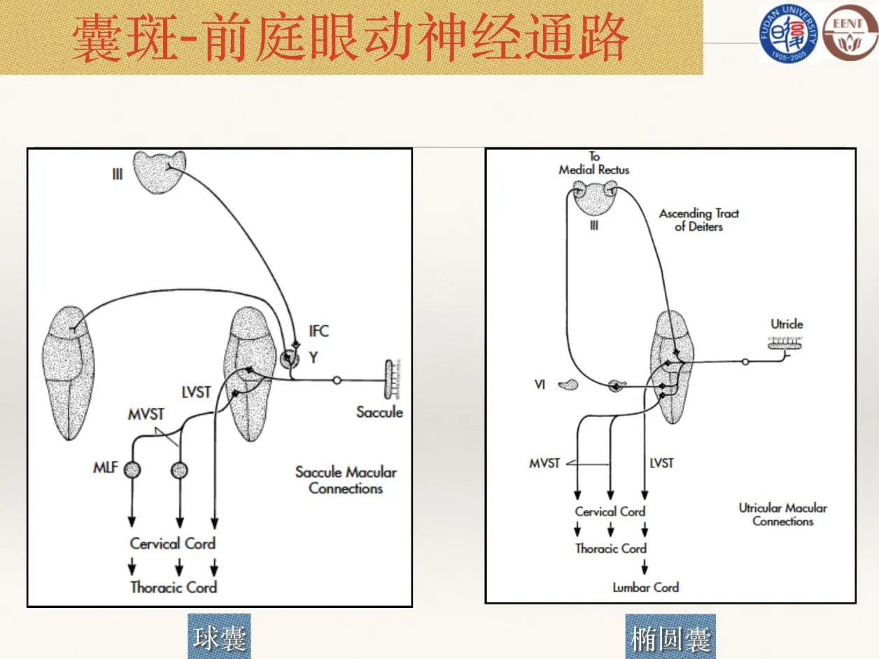 前庭功能检查技术