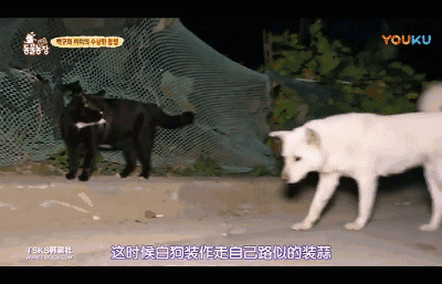 一只天天尾随傲娇小黑猫的忠犬小白狗,跟在屁股后面捡