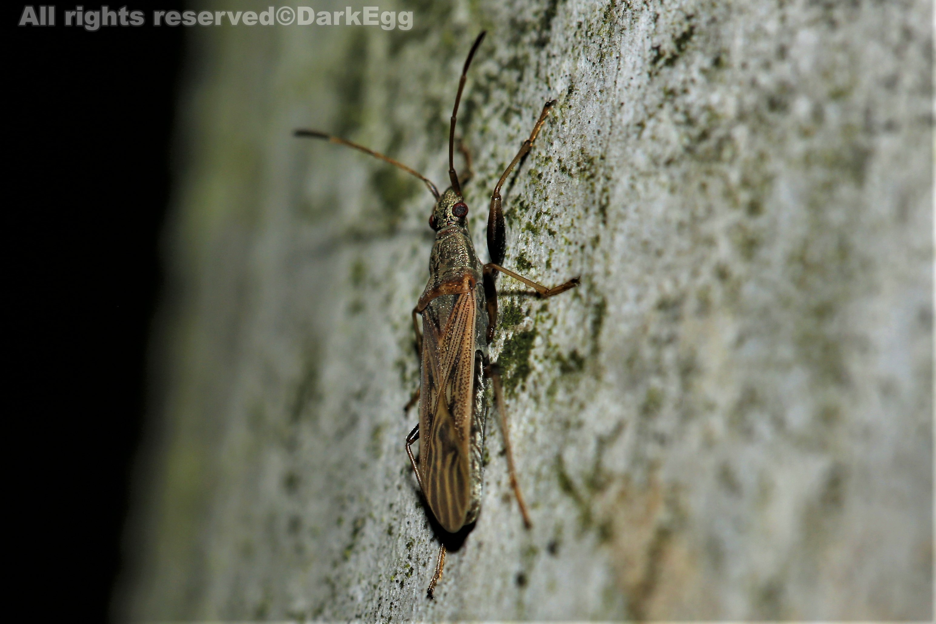 宽胸细长蝽 paromius sp.