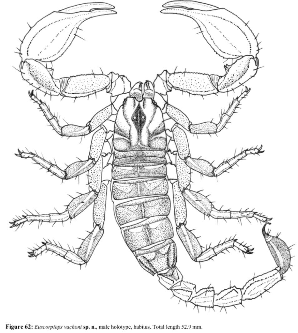 【种级专题】情侣蝎子——euscorpiops artemisae与e.