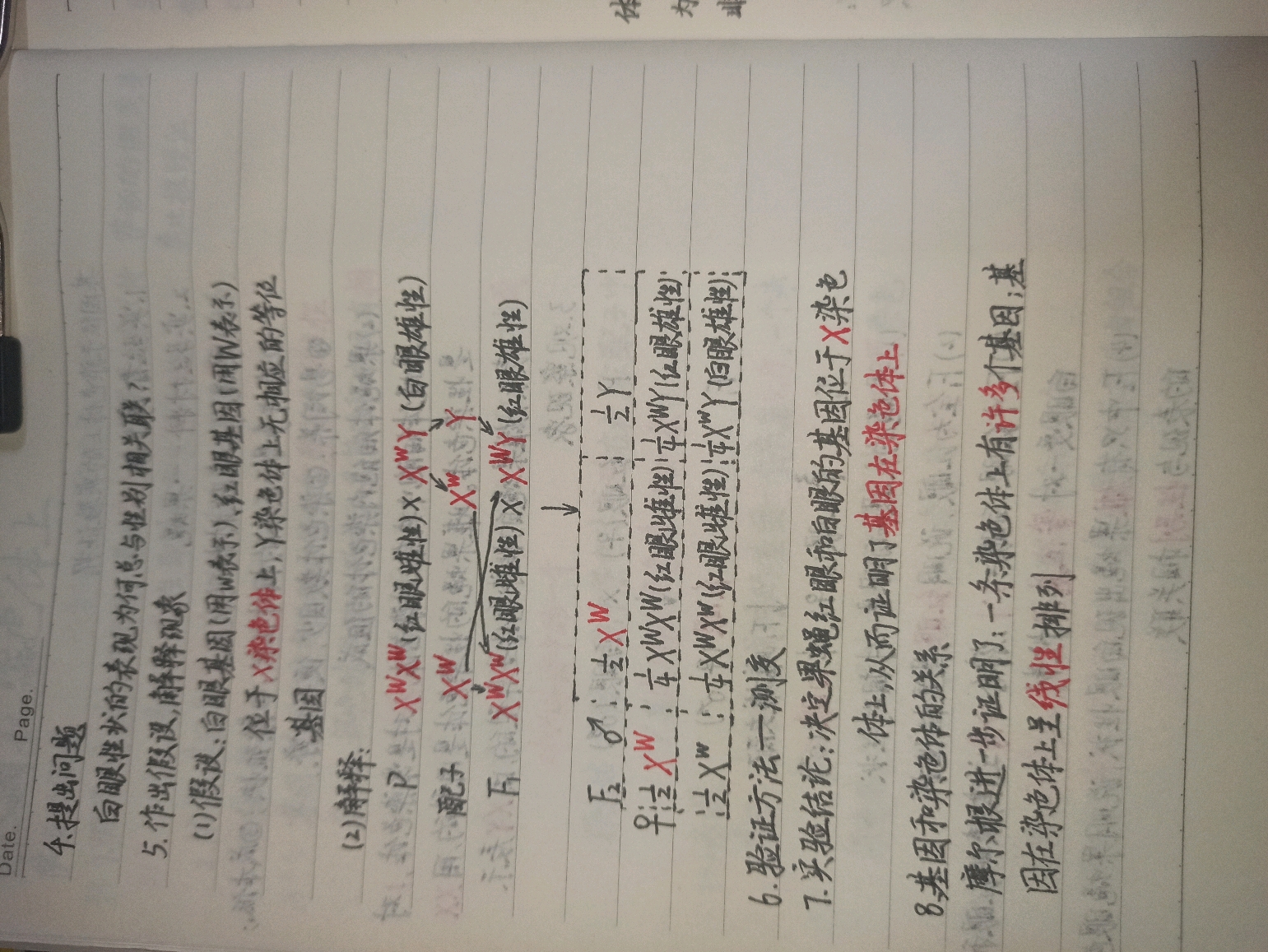 生物手写笔记基因在染色体上