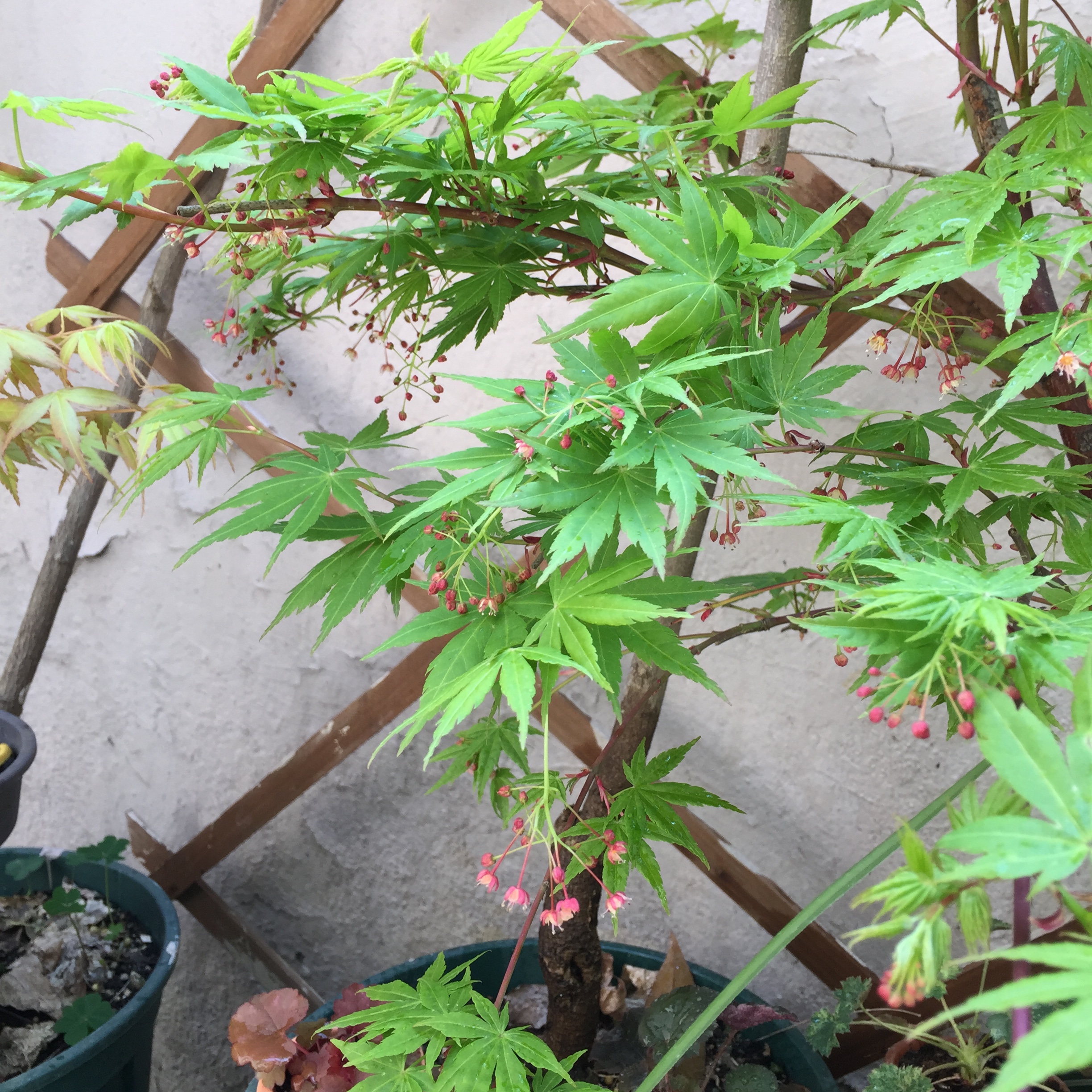 原来枫树开花是这样的啊……(去年没注意)