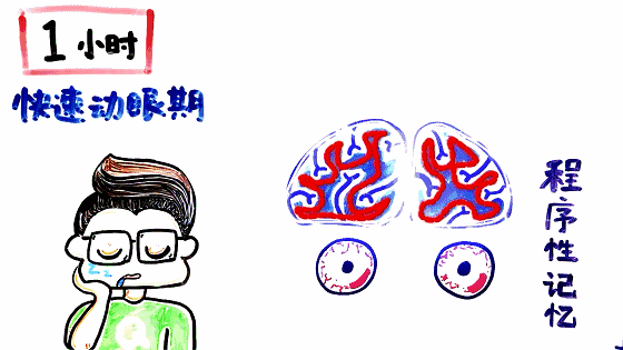 我们会进入快速眼动睡眠期这个睡眠阶段的一个特点就是眼球会急速运动