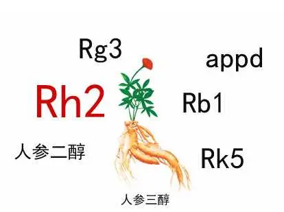 人参皂苷rh2为什么比人参皂苷rg3起效更快？
