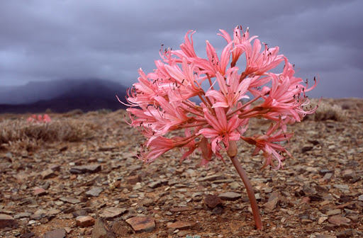 灯台花：随风奔跑的花朵