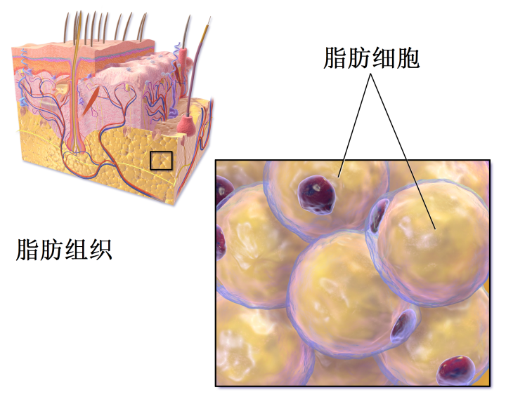 图1,脂肪组织和脂肪细胞