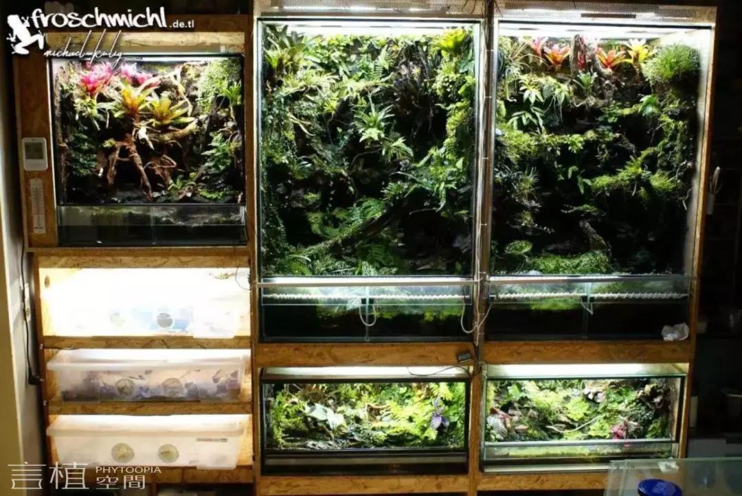 言植空间,植物科普,雨林造景,雨林缸,这些雨林缸:空缸