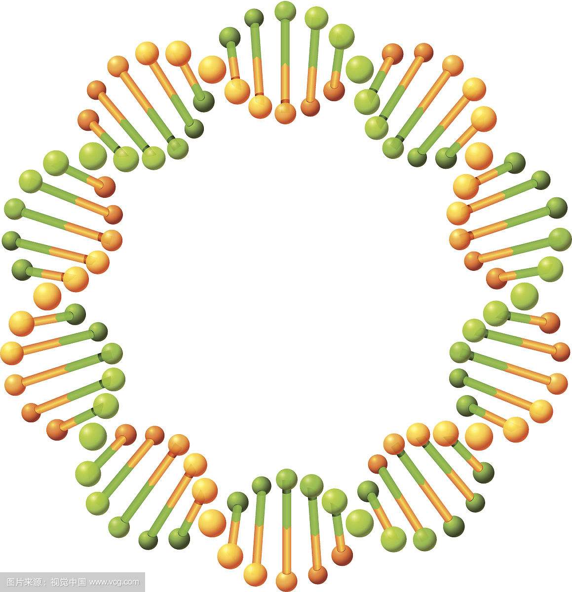 环状dna