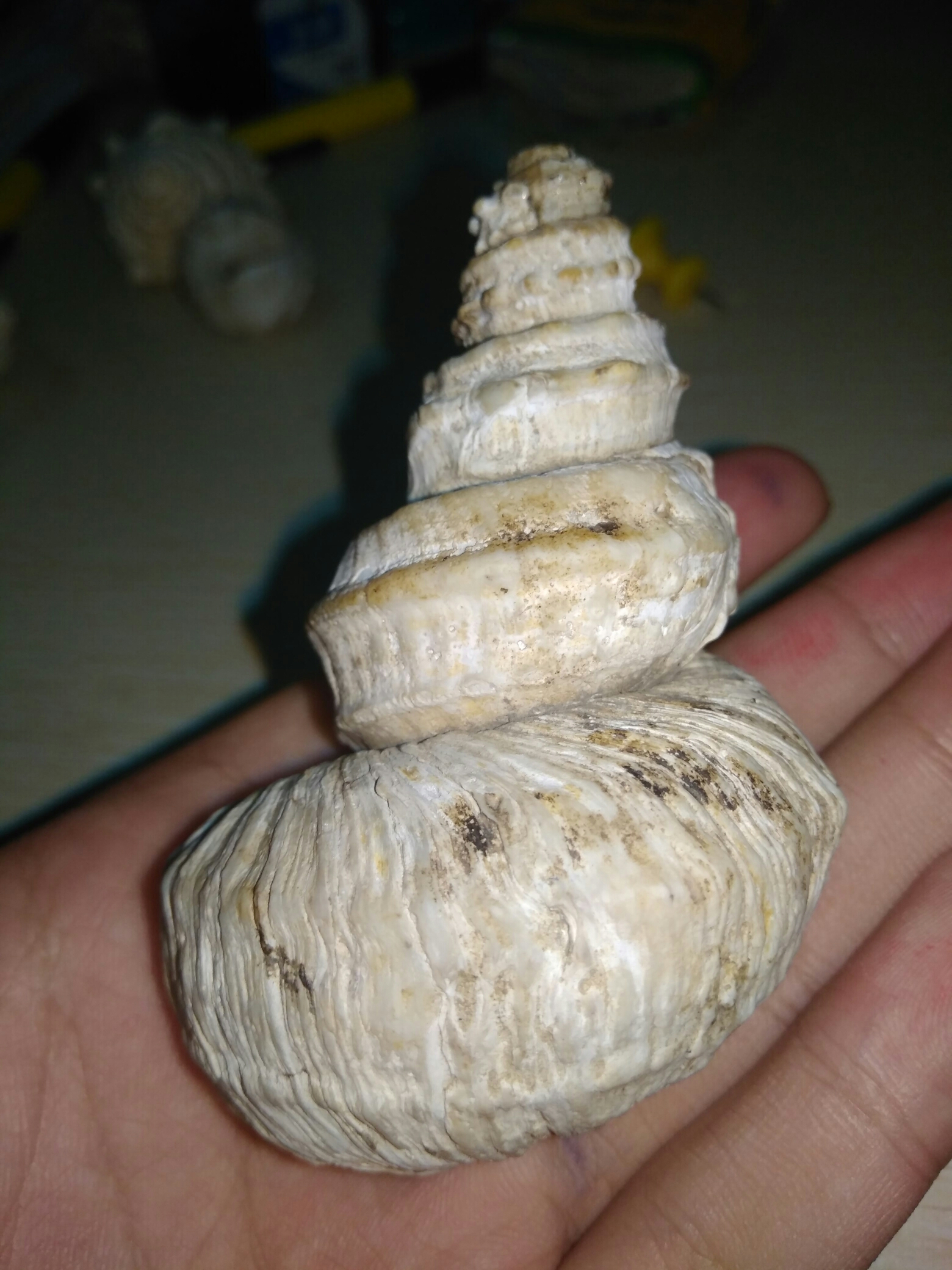 螺蛳的多种形态以及意外性的变异