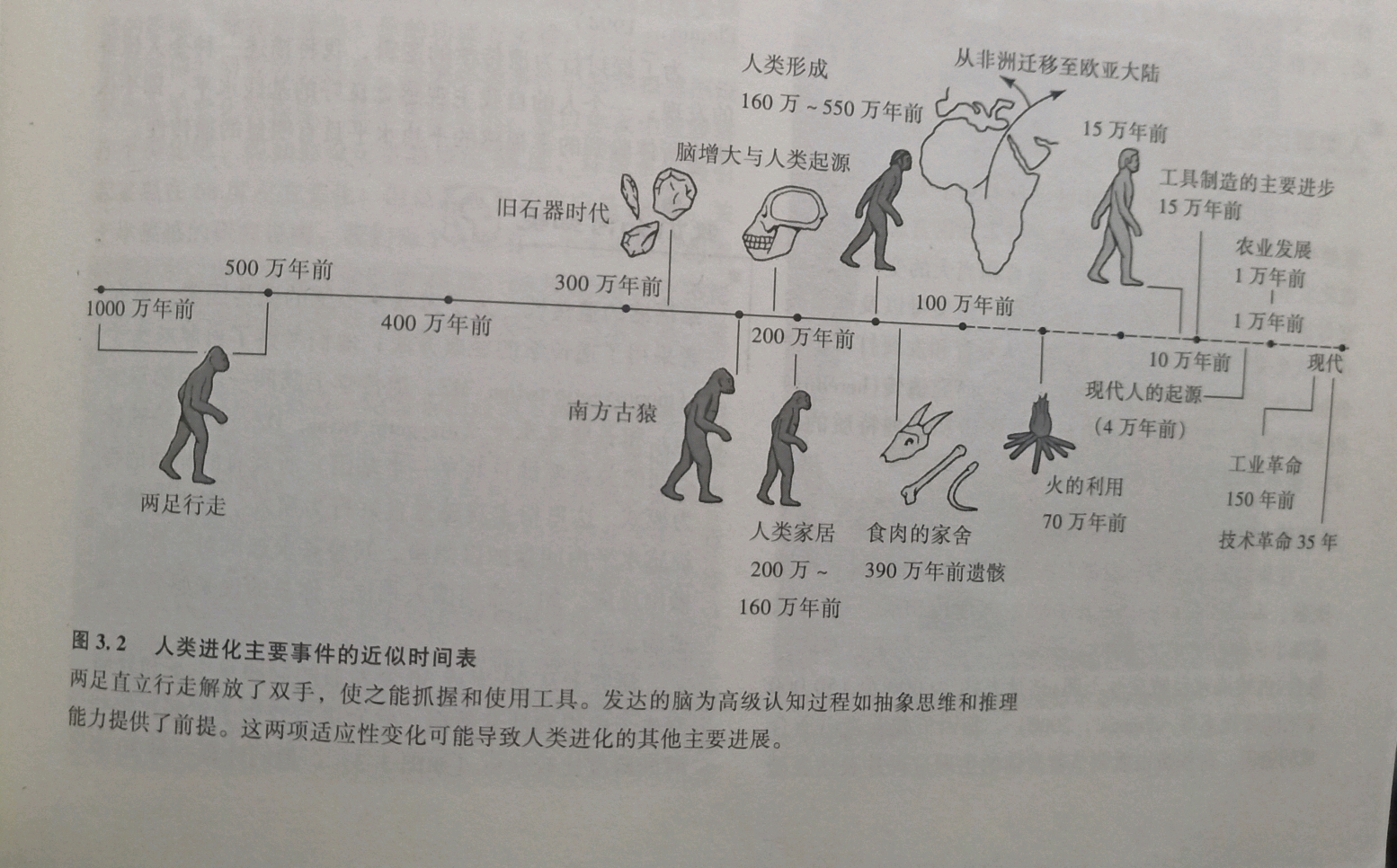 人类进化时间简图
