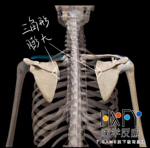 喙突是锁骨下方外侧靠肩关节处的一个骨性突起,是肌肉附着点.