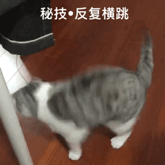 小猫泡芙表情包