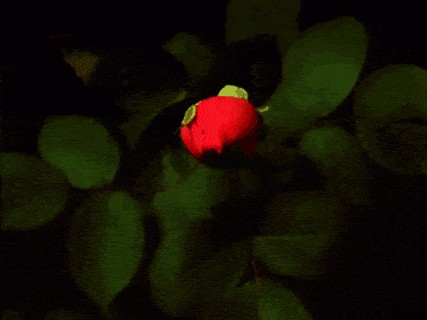 壁纸 花 桌面 427_320 gif 动态图 动图