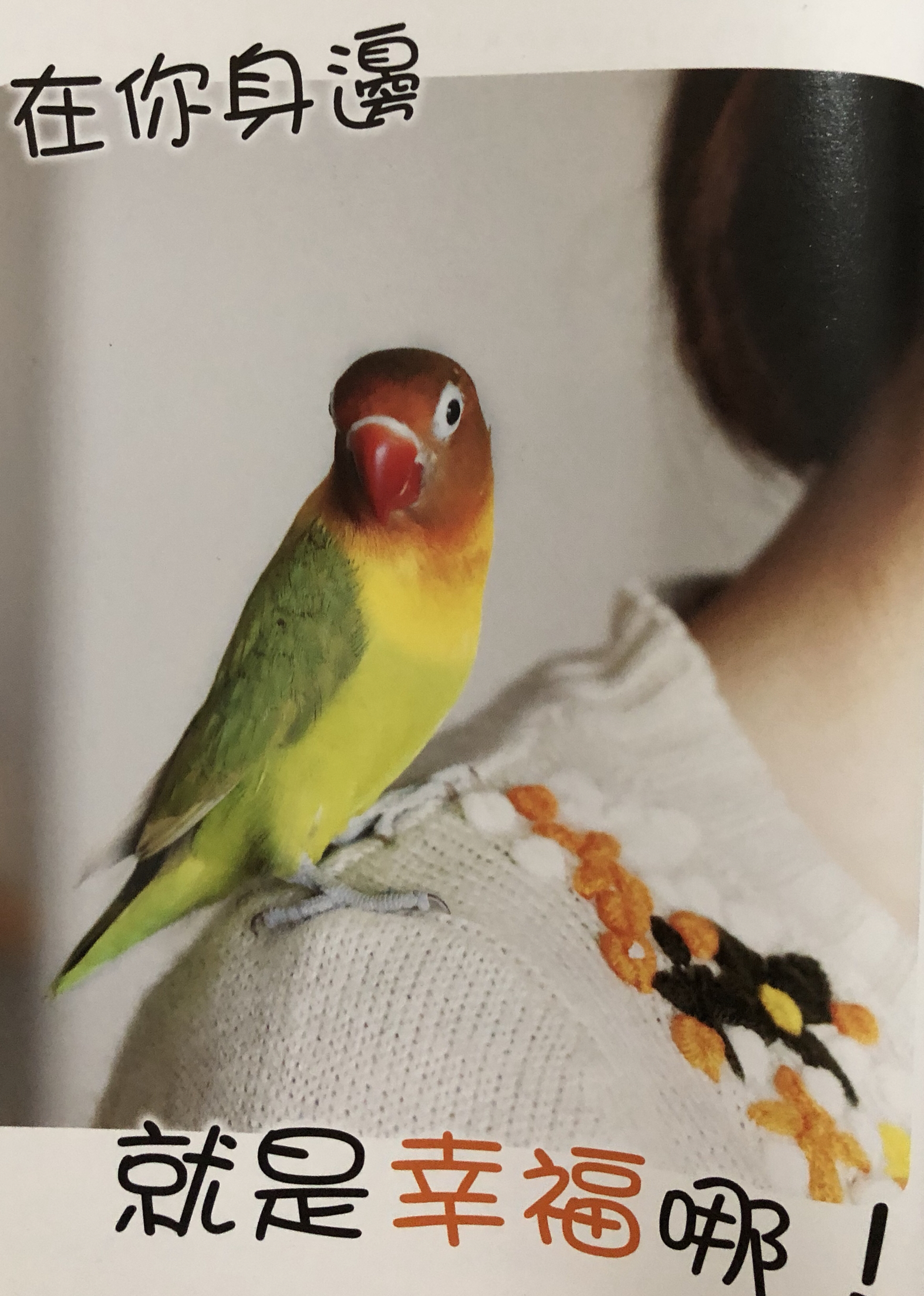 鹦鹉肢体语言图解⑤