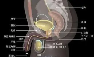 为什么会尿痛,警示信号与应对策略