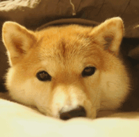 日本柴犬大福表情丰富走红网络 满满治愈感一扫你阴霾