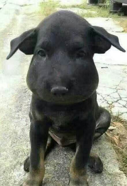 哪些被蜂蜇过的狗狗,又心疼又好笑