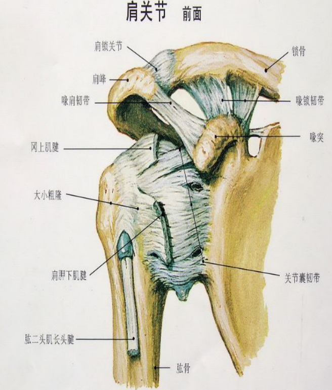 生活 运动 肩峰撞击成因及康复思路 肩胛骨下回旋前伸,肱骨头前移,肩