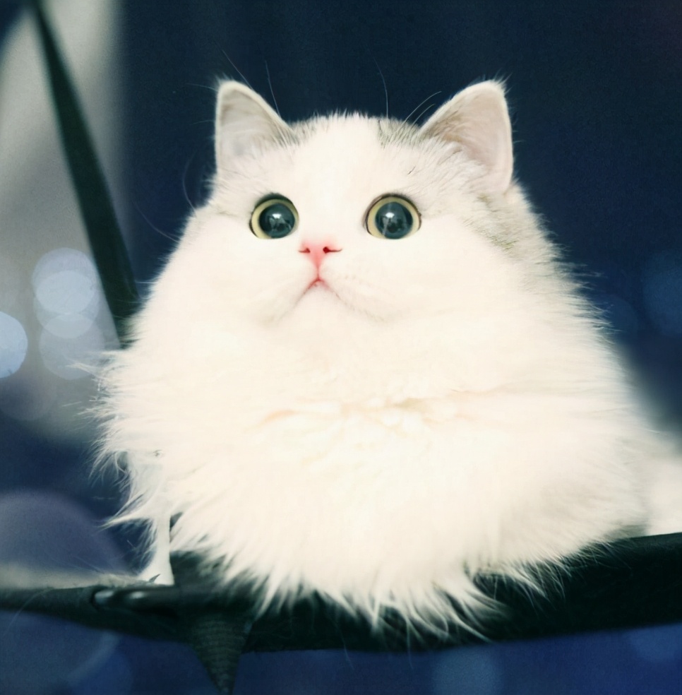 第二种,褴褛猫