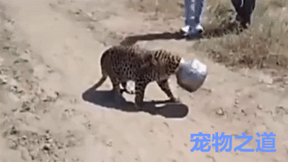 豹子头上套了一个罐子,在村里到处乱窜,被村民们围观了